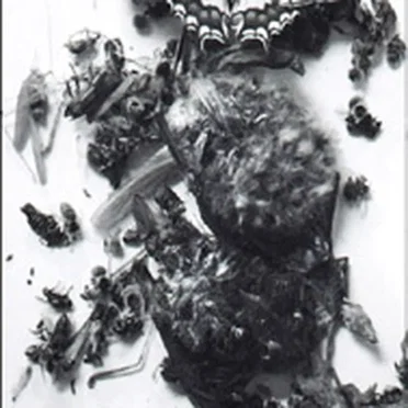 Dead Insecta Sequestration