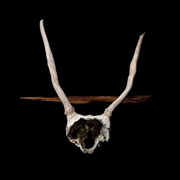 Terrestrial Bodies by Ghost Lode - album cover