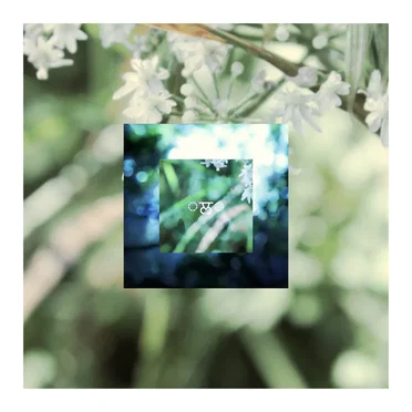 Moss's Lilypad