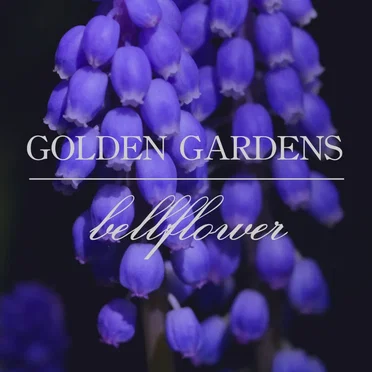Bellflower
