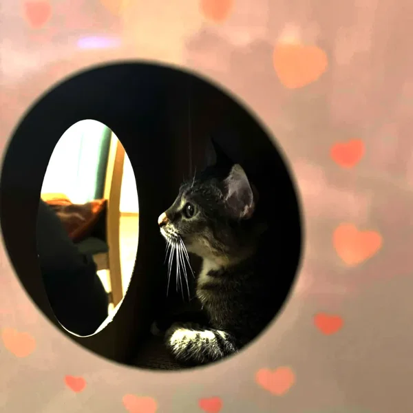 All the Pretty Little Kittens