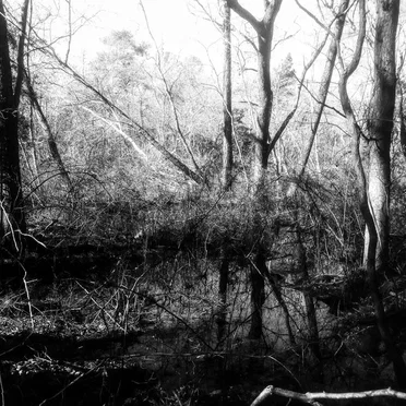 Hail the Ancient Forest