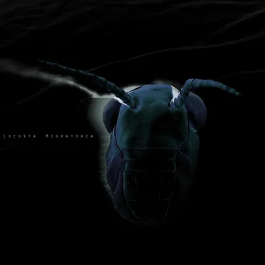 Locusta Migratoria by Locusta Migratoria - album cover