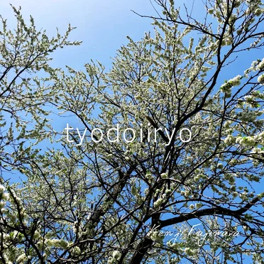 tyodoiiryo by Kenji Fujiwara - album cover