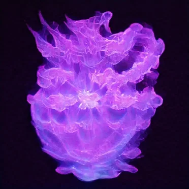 cylces 9