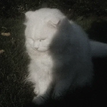 in harmony with the felines