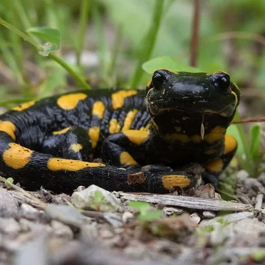 Salamandra salamandra