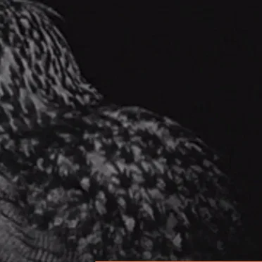 Indifferent Bystander