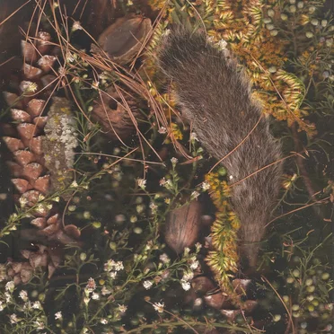 Ballade for a Hunter's Moon by Motion Sickness of Time Travel - album cover