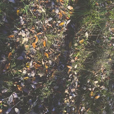 falling leaves by lurp sheets - album cover