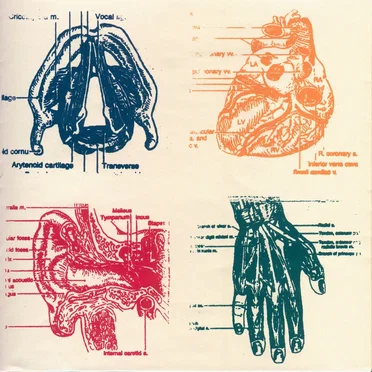 Vena Cava
