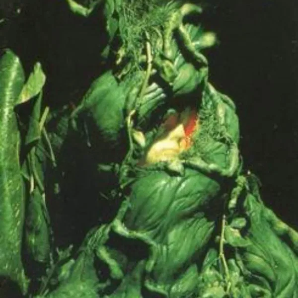 Vines