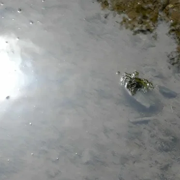Wasserläufer by GESTALT - album cover