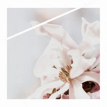 Floral Euphoria