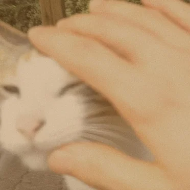 A story of a homeless cat