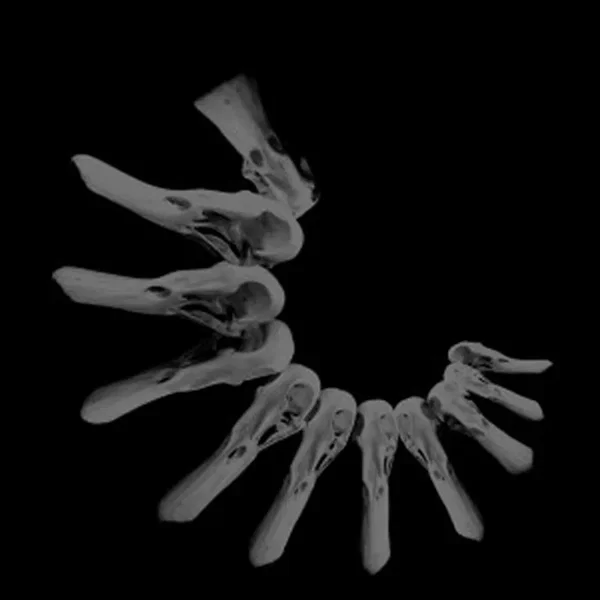 Yellow Swans / Oakeater