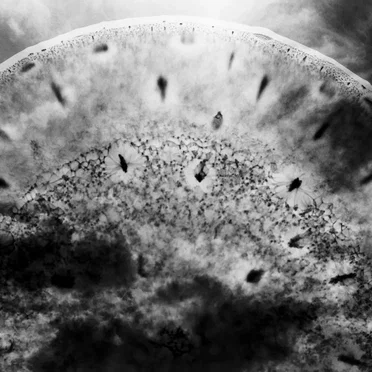 Live at Cultural Center Luchtbal, Antwerpen Belgium. October 27th 2000