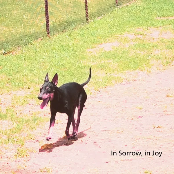 In Sorrow, in Joy