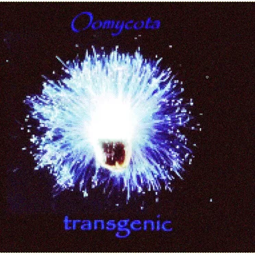 Transgenic