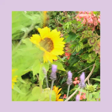 Mountain Lake Park by The Reds, Pinks & Purples - album cover