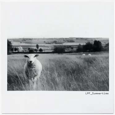 Summertime by Life Pass Filter - album cover