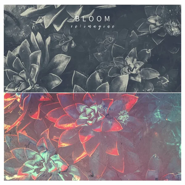 Bloom