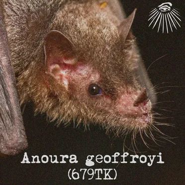 Anoura geoffroyi