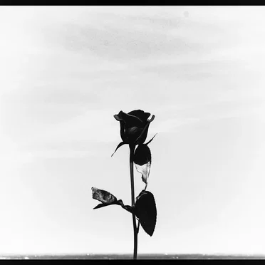 Sub Rosa by Waley Brown - album cover