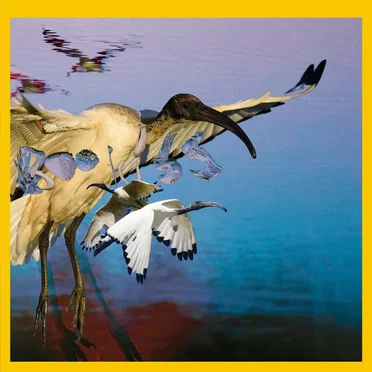 Bird of Wonder