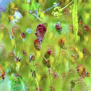 Pour l’amour des insectes