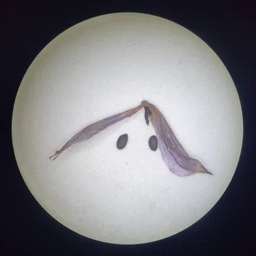 Six Hyperslaps From Candyland EP by Various Artists - album cover