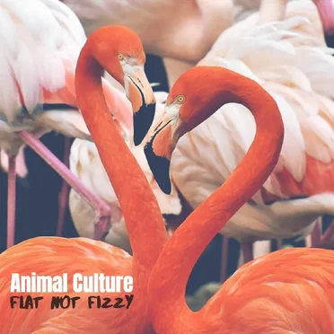 Flat Not Fizzy by Animal Culture - album cover