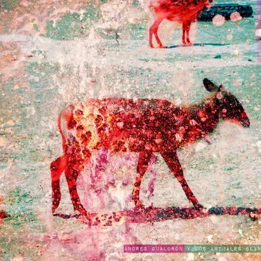 Andrés Gualdrón y los Animales Blancos