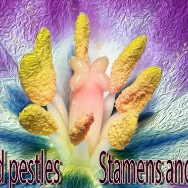 Stamens and Pestles