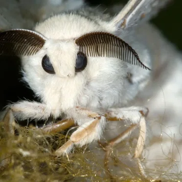 Moth Noise Wall #3