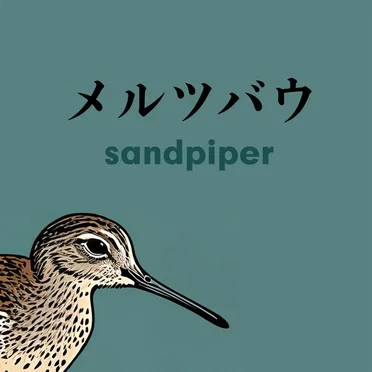 Sandpiper