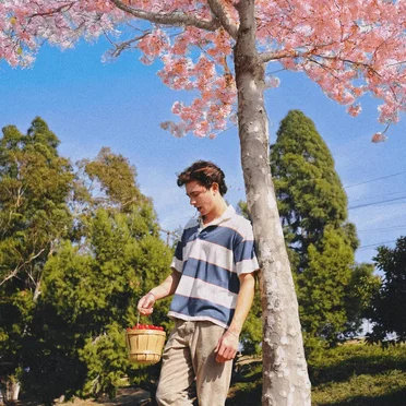 Cherry Trees