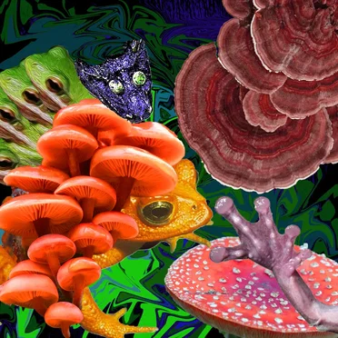 Basidiomycotabatrachium