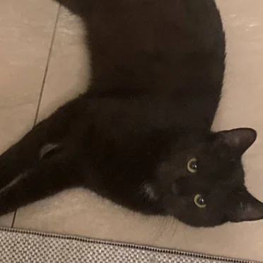 cat songs