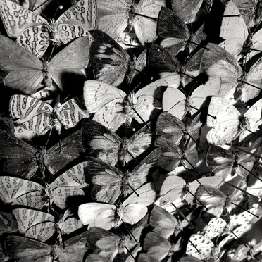 Bait by Thomas Ragsdale - album cover