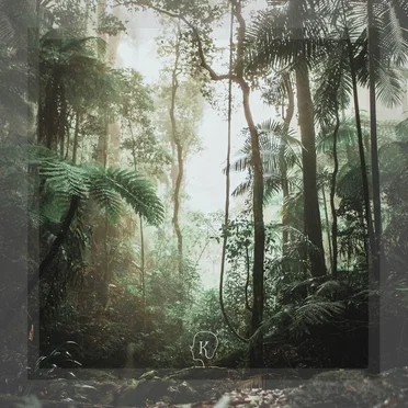 Rainforests