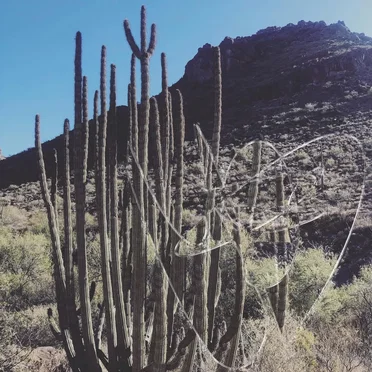 A Week in Organ Pipe