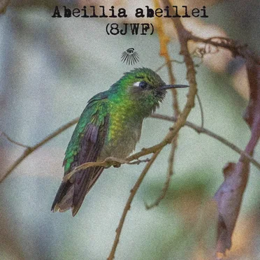 Abeillia abeillei