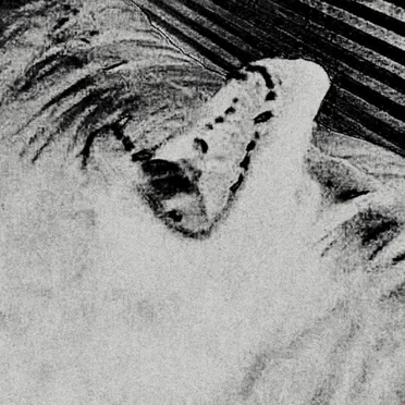 Saturnalia by Moth Dust - album cover