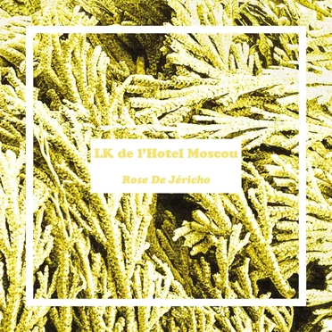 Rose de Jéricho
