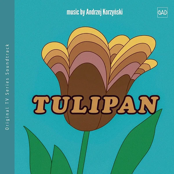 Tulipan