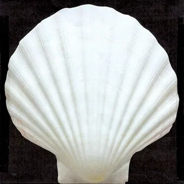 L'amante Infelice by Riva - album cover