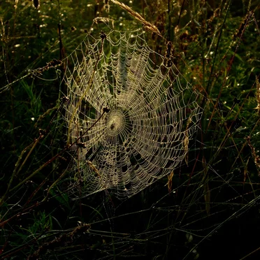 All Creatures by Various Artists - album cover