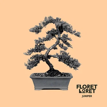Juniper