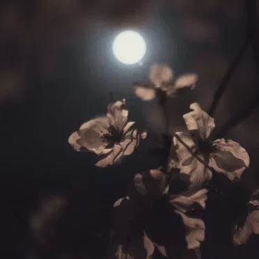 Moonflowers by Donald Kutcher - album cover